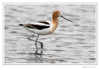 Avocet 3.jpg